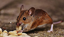 24 Hour & Emergency Exterminators in Sebago, ME